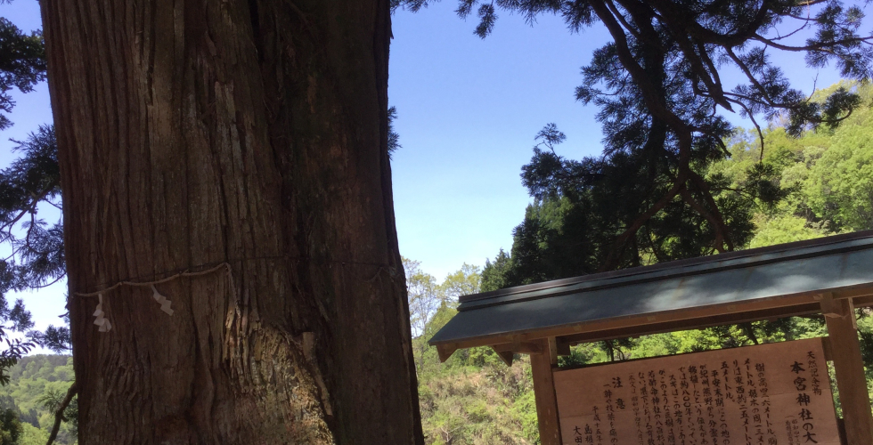 本宮神社の大杉 本宮神社の大杉