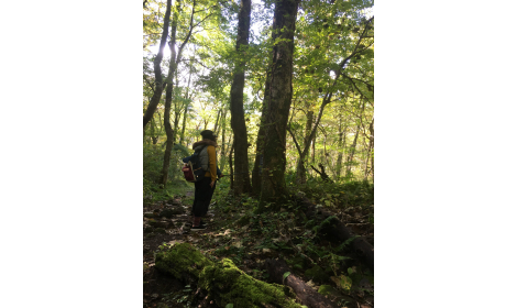 三瓶山自然林 三瓶山自然林