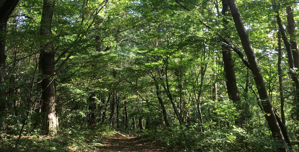 三瓶山自然林散策コース